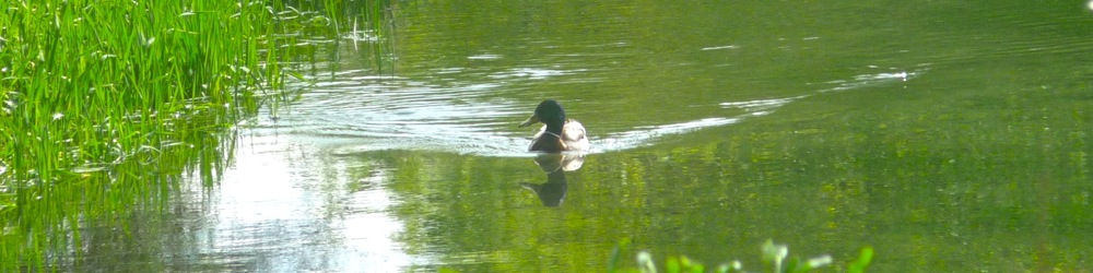 Ruhig im Fluß des Lebens schwimmen